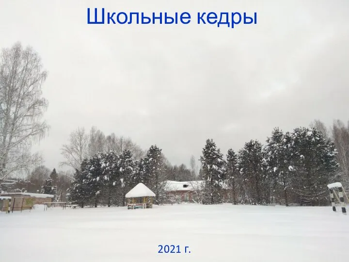 Школьные кедры 2021 г.