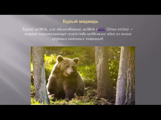 Бурый медведь Бу́рый медведь, или обыкновенный медведь (лат. Ursus arctos) —