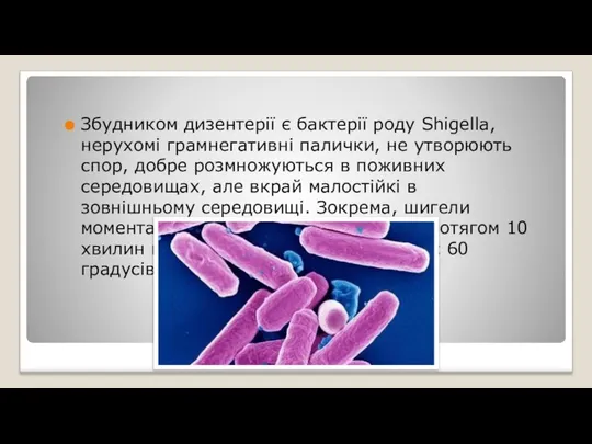 Збудником дизентерії є бактерії роду Shigella, нерухомі грамнегативні палички, не утворюють