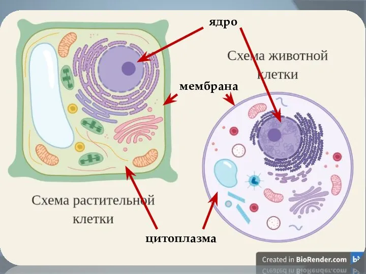 ядро мембрана цитоплазма