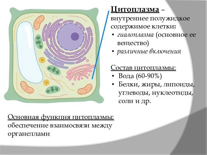 Цитоплазма – внутреннее полужидкое содержимое клетки: гиалоплазма (основное ее вещество) различные