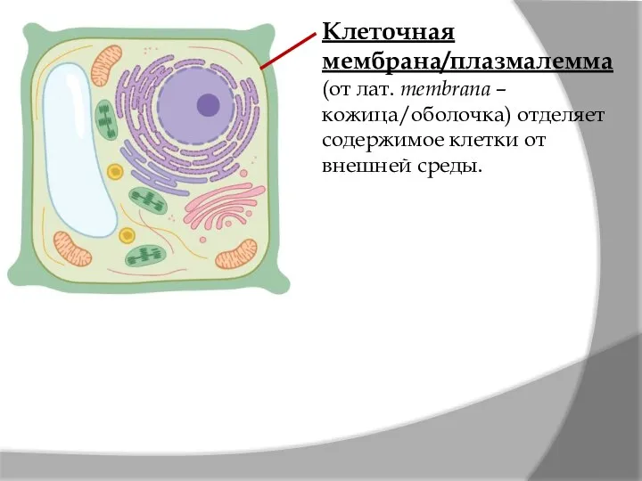 Клеточная мембрана/плазмалемма (от лат. membrana – кожица/оболочка) отделяет содержимое клетки от внешней среды.