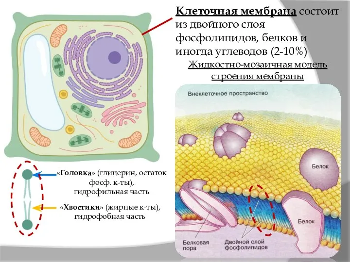 Клеточная мембрана состоит из двойного слоя фосфолипидов, белков и иногда углеводов