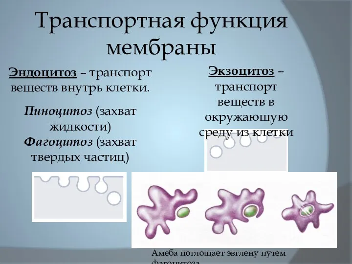 Транспортная функция мембраны Эндоцитоз – транспорт веществ внутрь клетки. Пиноцитоз (захват