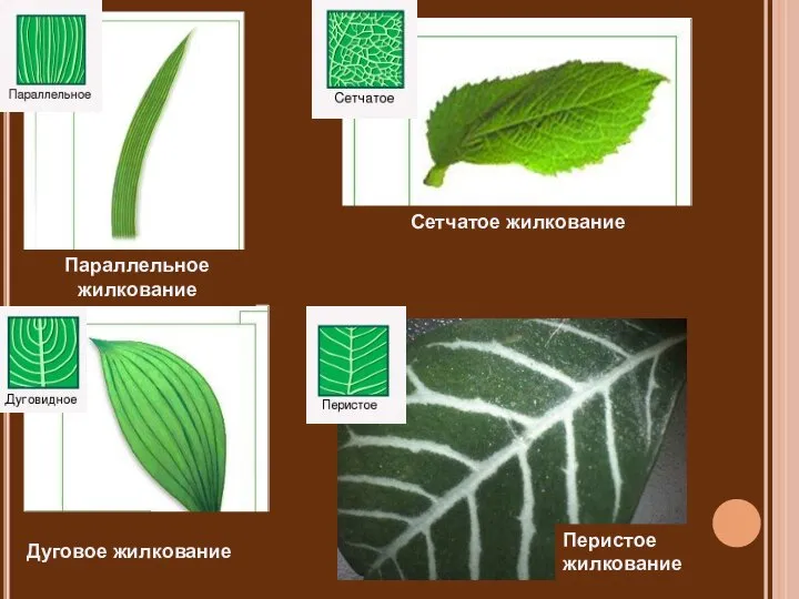 Параллельное жилкование Сетчатое жилкование Дуговое жилкование Перистое жилкование