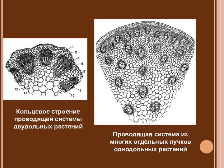 Кольцевое строение проводящей системы двудольных растений Проводящая система из многих отдельных пучков однодольных растений