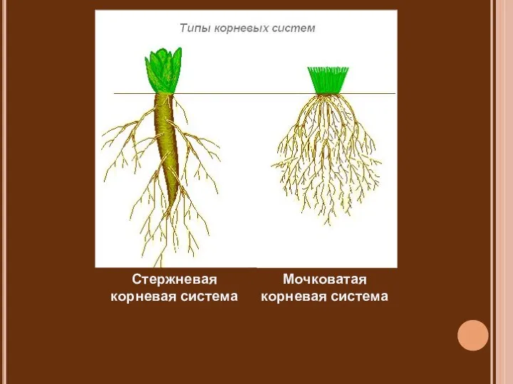 Стержневая корневая система Мочковатая корневая система