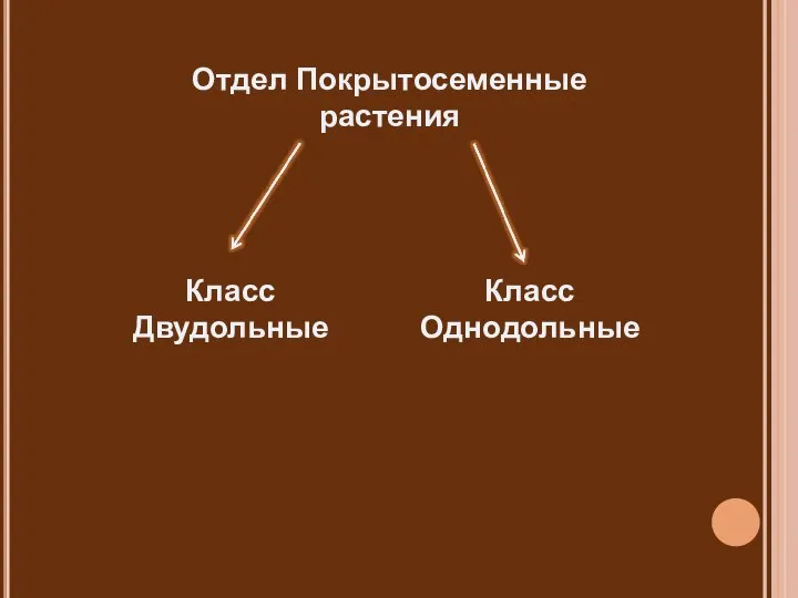 Отдел Покрытосеменные растения Класс Двудольные Класс Однодольные