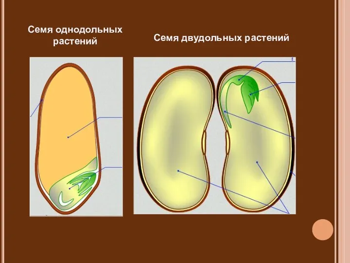 Семя однодольных растений Семя двудольных растений