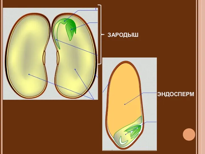 ЭНДОСПЕРМ ЗАРОДЫШ