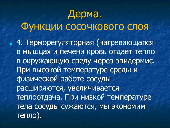 Дерма. Функции сосочкового слоя 4. Терморегуляторная (нагревающаяся в мышцах и печени