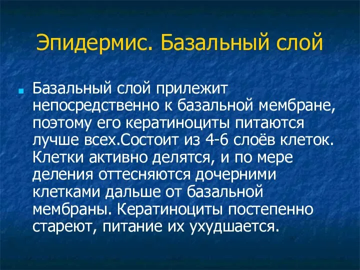 Эпидермис. Базальный слой Базальный слой прилежит непосредственно к базальной мембране, поэтому