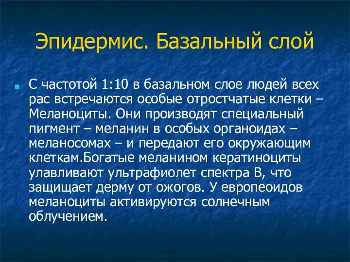 Эпидермис. Базальный слой С частотой 1:10 в базальном слое людей всех