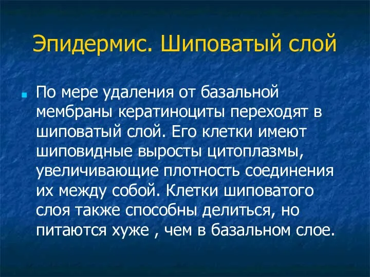 Эпидермис. Шиповатый слой По мере удаления от базальной мембраны кератиноциты переходят