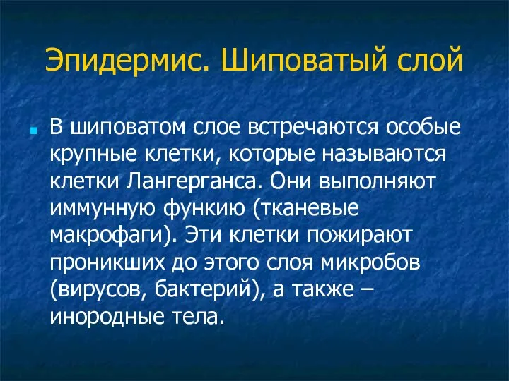 Эпидермис. Шиповатый слой В шиповатом слое встречаются особые крупные клетки, которые