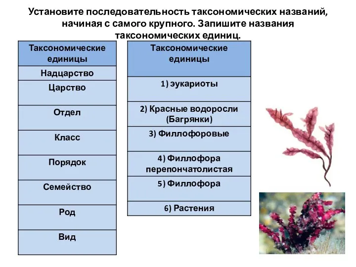 Установите последовательность таксономических названий, начиная с самого крупного. Запишите названия таксономических единиц.