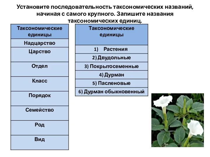 Установите последовательность таксономических названий, начиная с самого крупного. Запишите названия таксономических единиц.