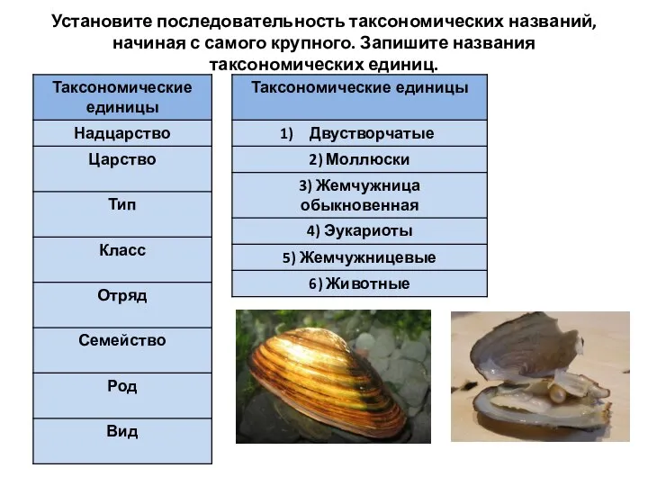 Установите последовательность таксономических названий, начиная с самого крупного. Запишите названия таксономических единиц.