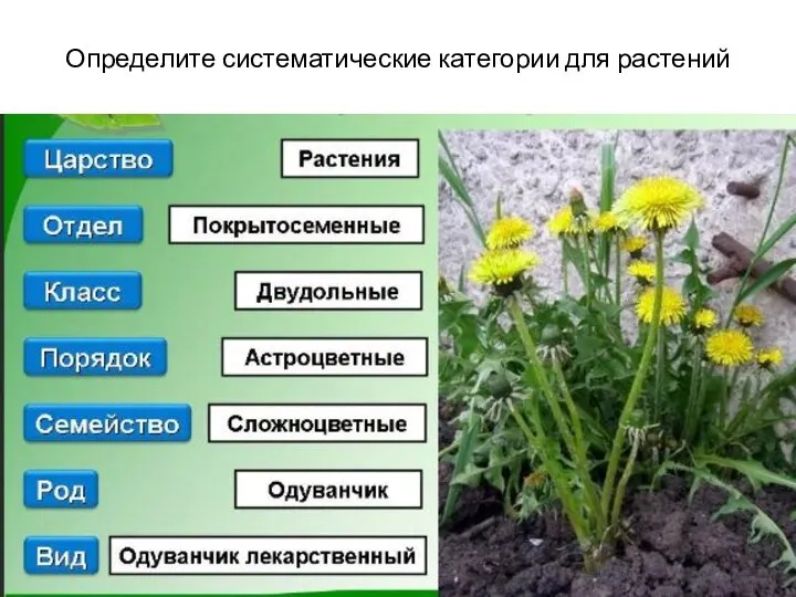 Определите систематические категории для растений