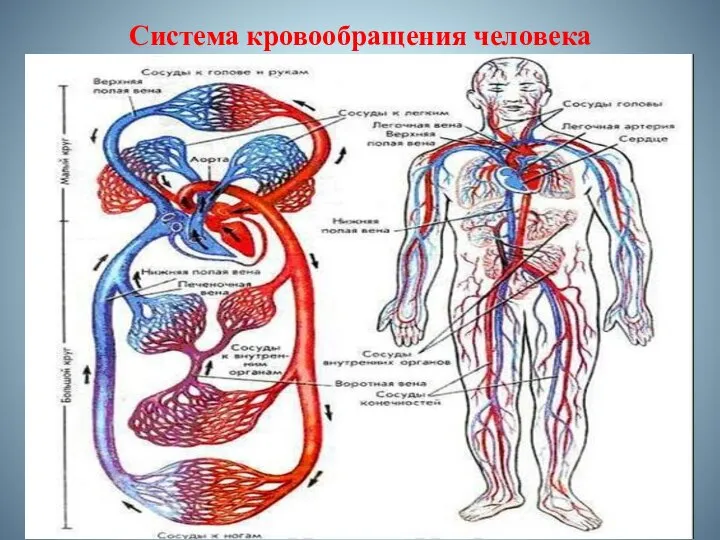 Система кровообращения человека