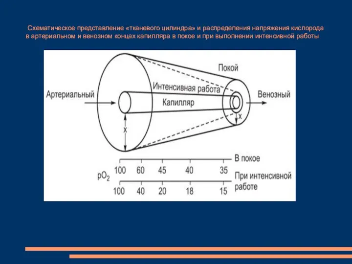 Схематическое представление «тканевого цилиндра» и распределения напряжения кислорода в артериальном и