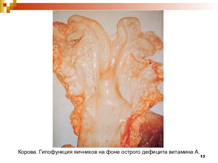 Корова. Гипофункция яичников на фоне острого дефицита витамина А.