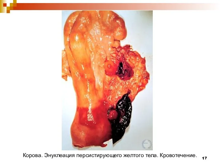 Корова. Энуклеация персистирующего желтого тела. Кровотечение.