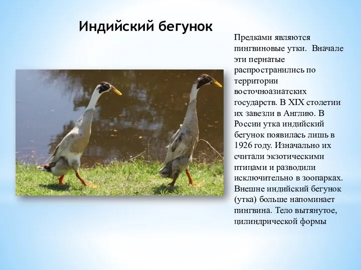 Индийский бегунок Предками являются пингвиновые утки. Вначале эти пернатые распространились по