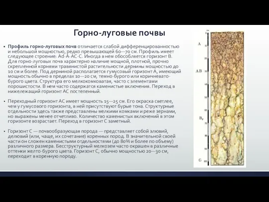 Горно-луговые почвы Профиль горно-луговых почв отличается слабой дифференцированностью и небольшой мощностью,