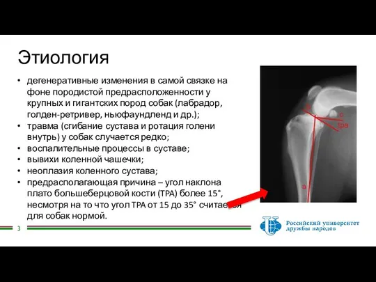 Этиология дегенеративные изменения в самой связке на фоне породистой предрасположенности у