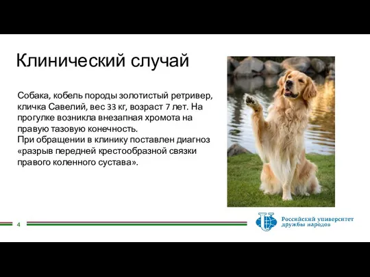 Клинический случай Собака, кобель породы золотистый ретривер, кличка Савелий, вес 33