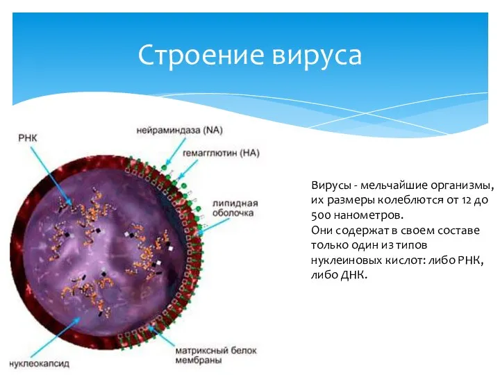 Строение вируса Вирусы - мельчайшие организмы, их размеры колеблются от 12