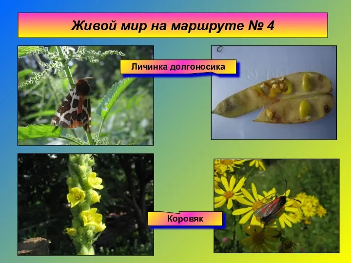 Живой мир на маршруте № 4 Личинка долгоносика Коровяк