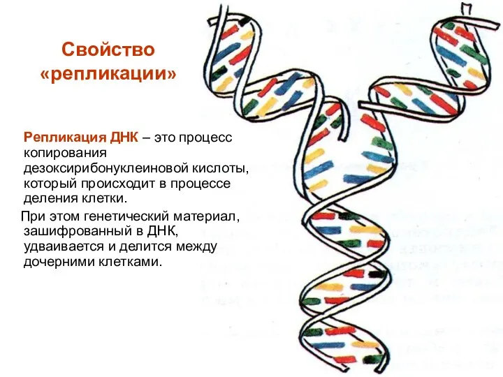 Свойство «репликации» Репликация ДНК – это процесс копирования дезоксирибонуклеиновой кислоты, который