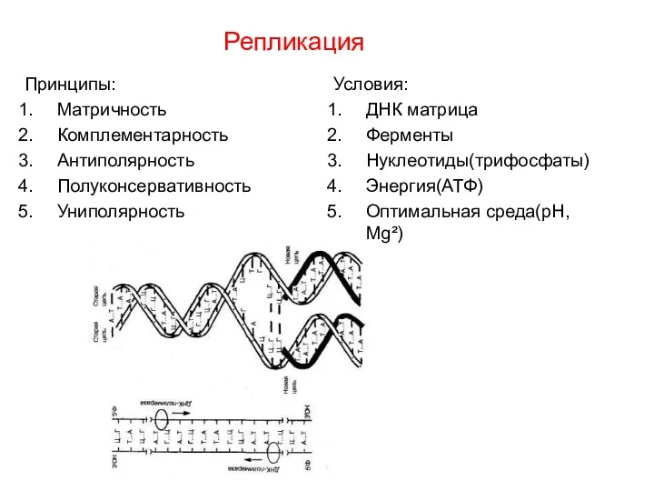 Репликация Принципы: Матричность Комплементарность Антиполярность Полуконсервативность Униполярность Условия: ДНК матрица Ферменты Нуклеотиды(трифосфаты) Энергия(АТФ) Оптимальная среда(рН, Мg²)
