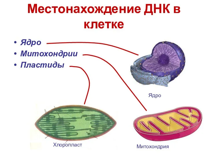 Местонахождение ДНК в клетке Ядро Митохондрии Пластиды Хлоропласт Митохондрия Ядро