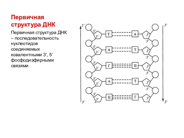 Первичная структура ДНК Первичная структура ДНК – последовательность нуклеотидов соединяемых ковалентными 3’, 5’ фосфодиэфирными связями