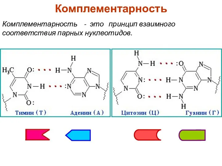 Комплементарность Комплементарность - это принцип взаимного соответствия парных нуклеотидов.