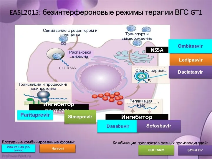 EASL2015: безинтерфероновые режимы терапии ВГС GT1 Ингибитор протеазы NS5A Ингибитор полимеразы