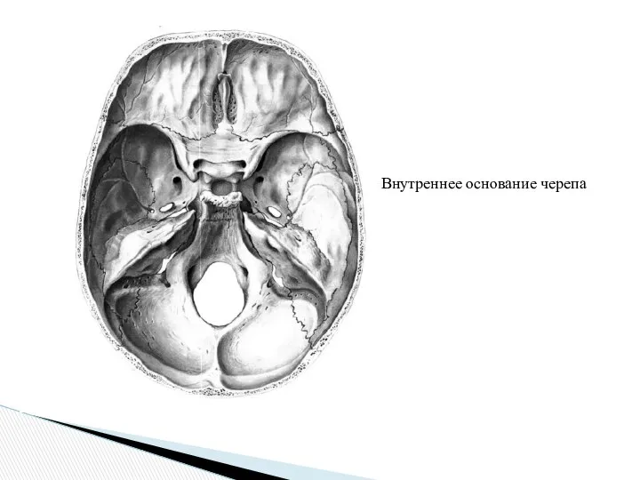 Внутреннее основание черепа