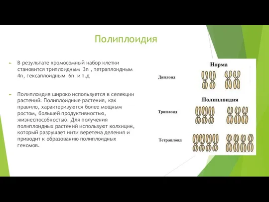 Полиплоидия В результате хромосомный набор клетки становится триплоидным 3n , тетраплоидным