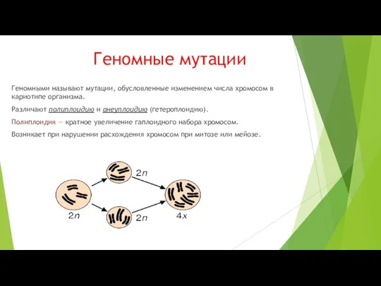 Геномные мутации Геномными называют мутации, обусловленные изменением числа хромосом в кариотипе