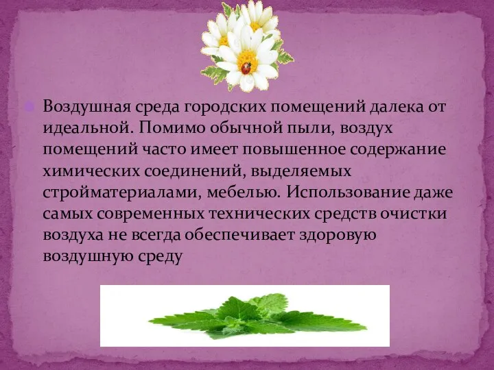 Консультация для родителей «Цветы-помощники» Воздушная среда городских помещений далека от идеальной.