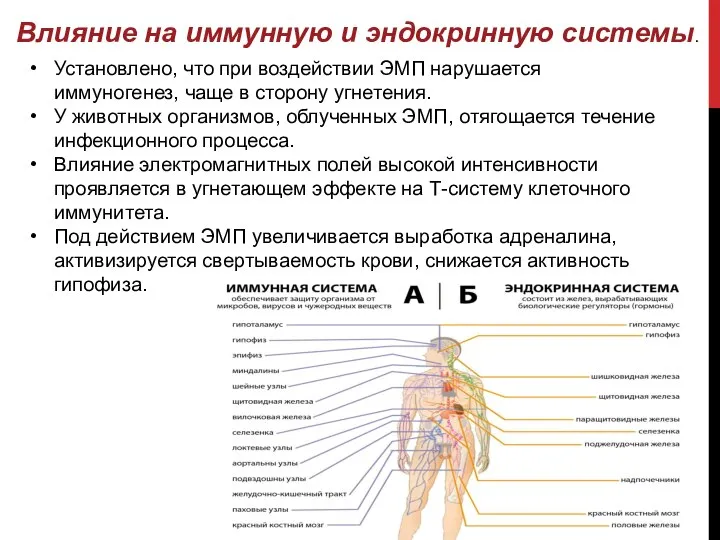 Влияние на иммунную и эндокринную системы. Установлено, что при воздействии ЭМП