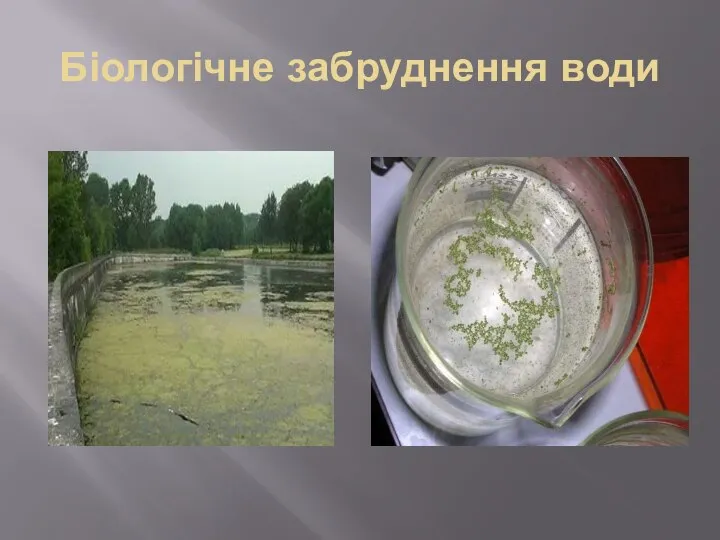 Біологічне забруднення води