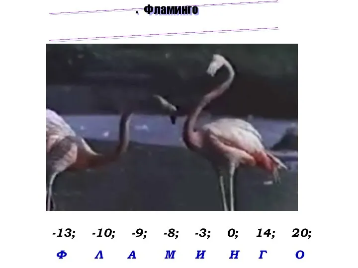 Фламинго -13; -10; -9; -8; -3; 0; 14; 20; Ф Л