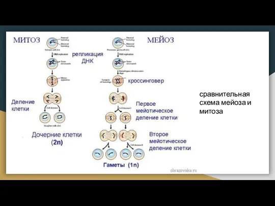 сравнительная схема мейоза и митоза