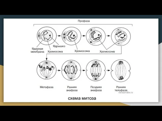 схема митоза