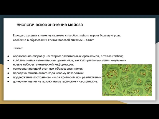 Процесс деления клеток-эукариотов способом мейоза играет большую роль, особенно в образовании