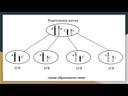 схема образования гамет